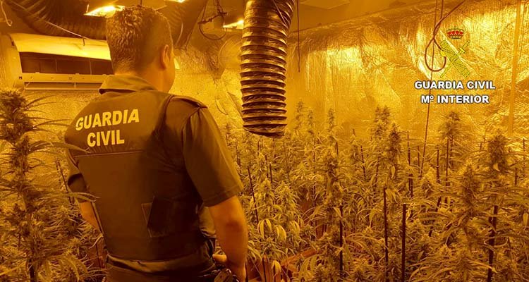Desmantelan dos cultivos de marihuana en Cebolla y Los Navalucillos