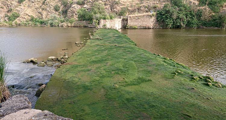 Tierraseca pide respeto para la CHT por su trabajo sobre la limpieza del río Tajo y los arroyos