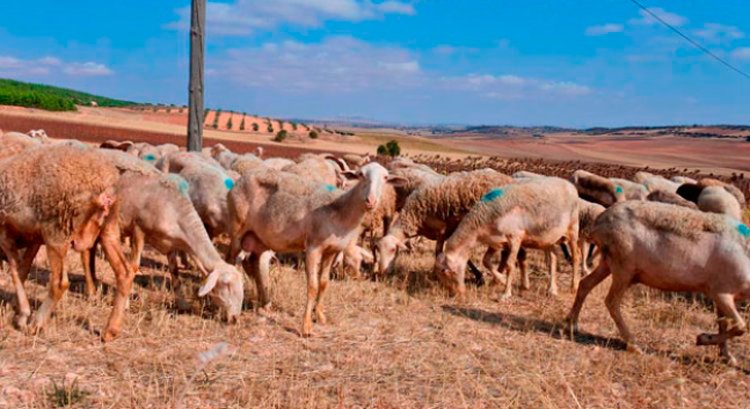 La Junta levantará esta semana la inmovilización del ganado ovino y caprino en casi toda la región