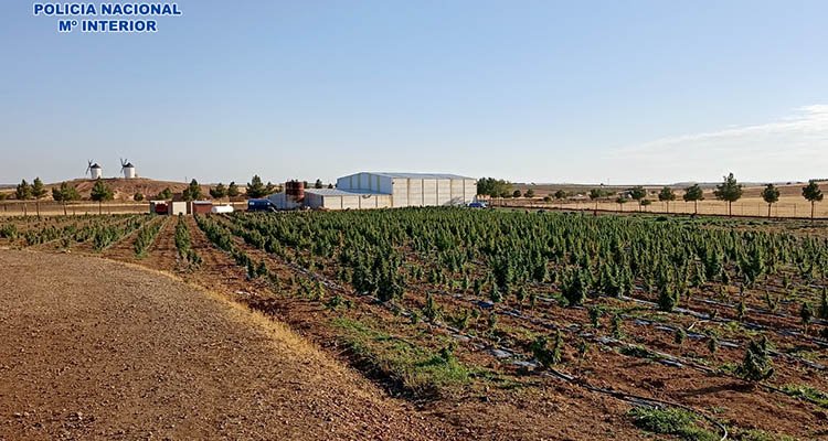 Desmantelan otros dos macro cultivos ‘legales’ de cannabis