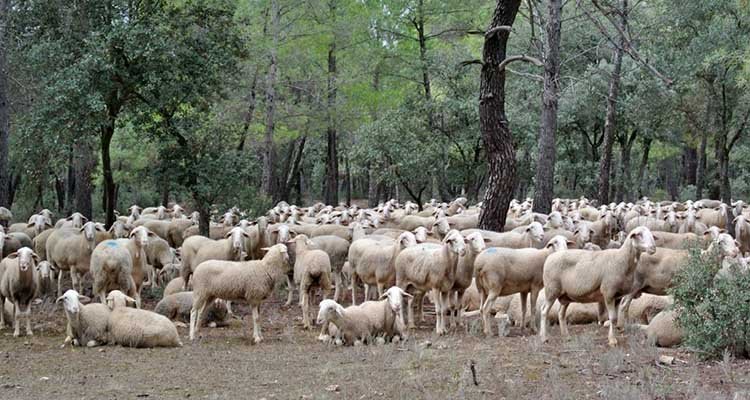 La CE flexibiliza los movimientos por viruela ovina y caprina en Castilla-la Mancha