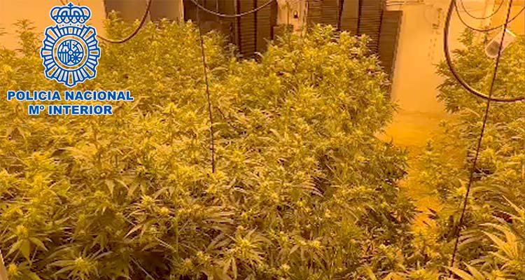 Hallan en San Román de los Montes un cultivo de marihuana con más de mil plantas