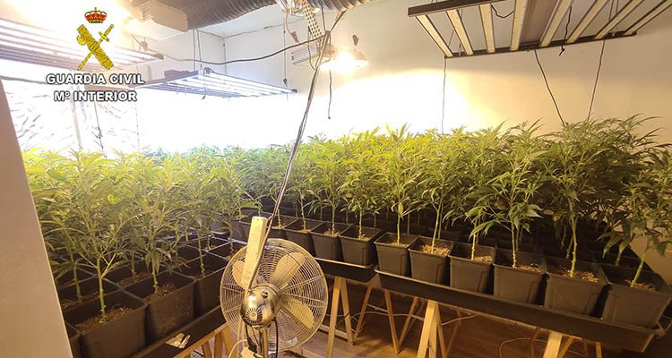 Desmantelan en Escalona dos cultivos de marihuana